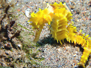 Beautiful Yellow Thorney Seahorse, posed so nicely. by Marylin Batt 